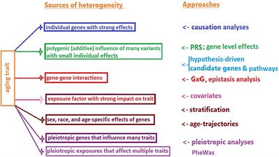 Interactions Between Genes From Aging Pathways May Influence Human Lifespan and Improve Animal to Human Translation